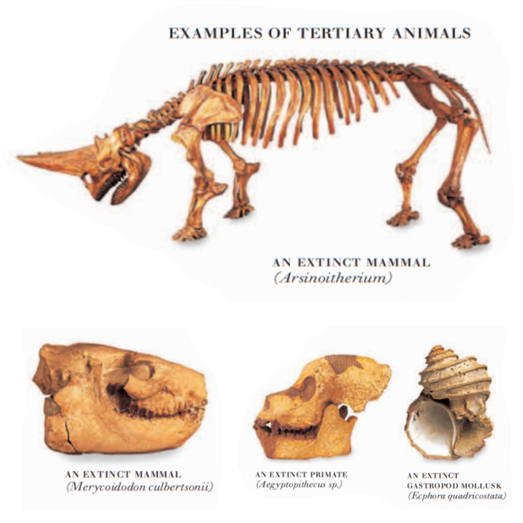 EXAMPLES OF TERTIARY ANIMALS